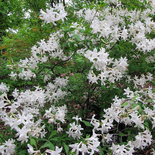 Rhododendron viscosum - Swamp Azalea