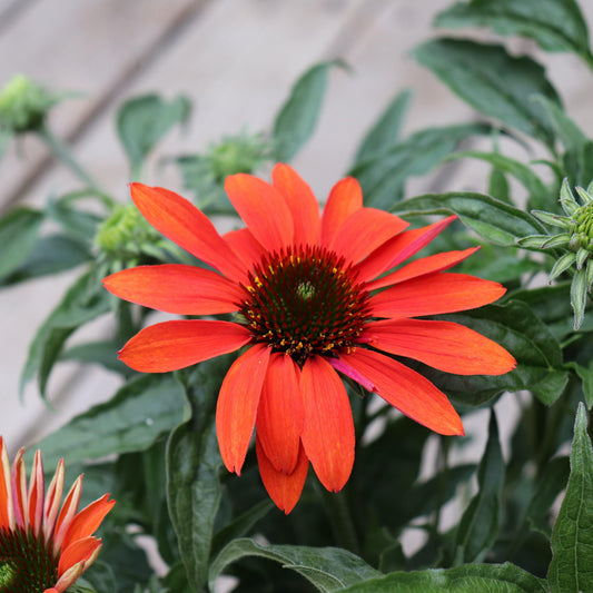 Echinacea x 'Cheyenne Spirit' - Cheyenne Spirit Echinacea, Coneflower