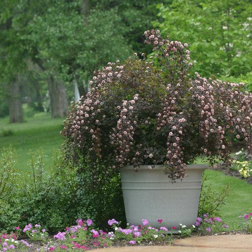 Physocarpus opulifolius 'Seward' - Summer Wine® Ninebark