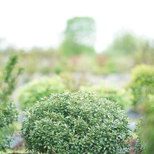 Ilex glabra 'ILEXFARROWTRACEY' - Strongbox® Inkberry Holly
