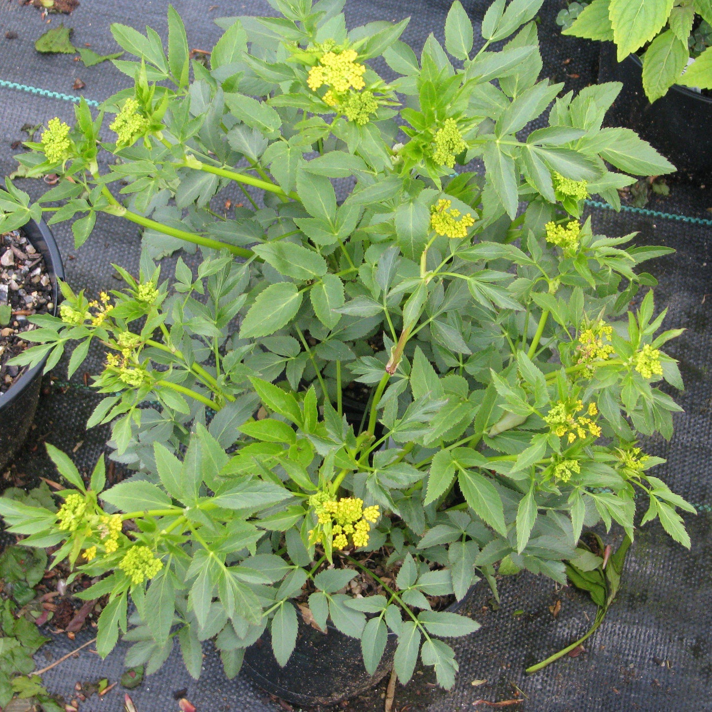 Zizia aurea - Golden Alexander