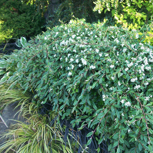 Cotoneaster sal. 'Repandens' - Willowleaf Cotoneaster