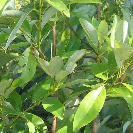 Magnolia virginiana 'Jim Wilson' PP12,065 - Moonglow® Sweet Bay Magnolia