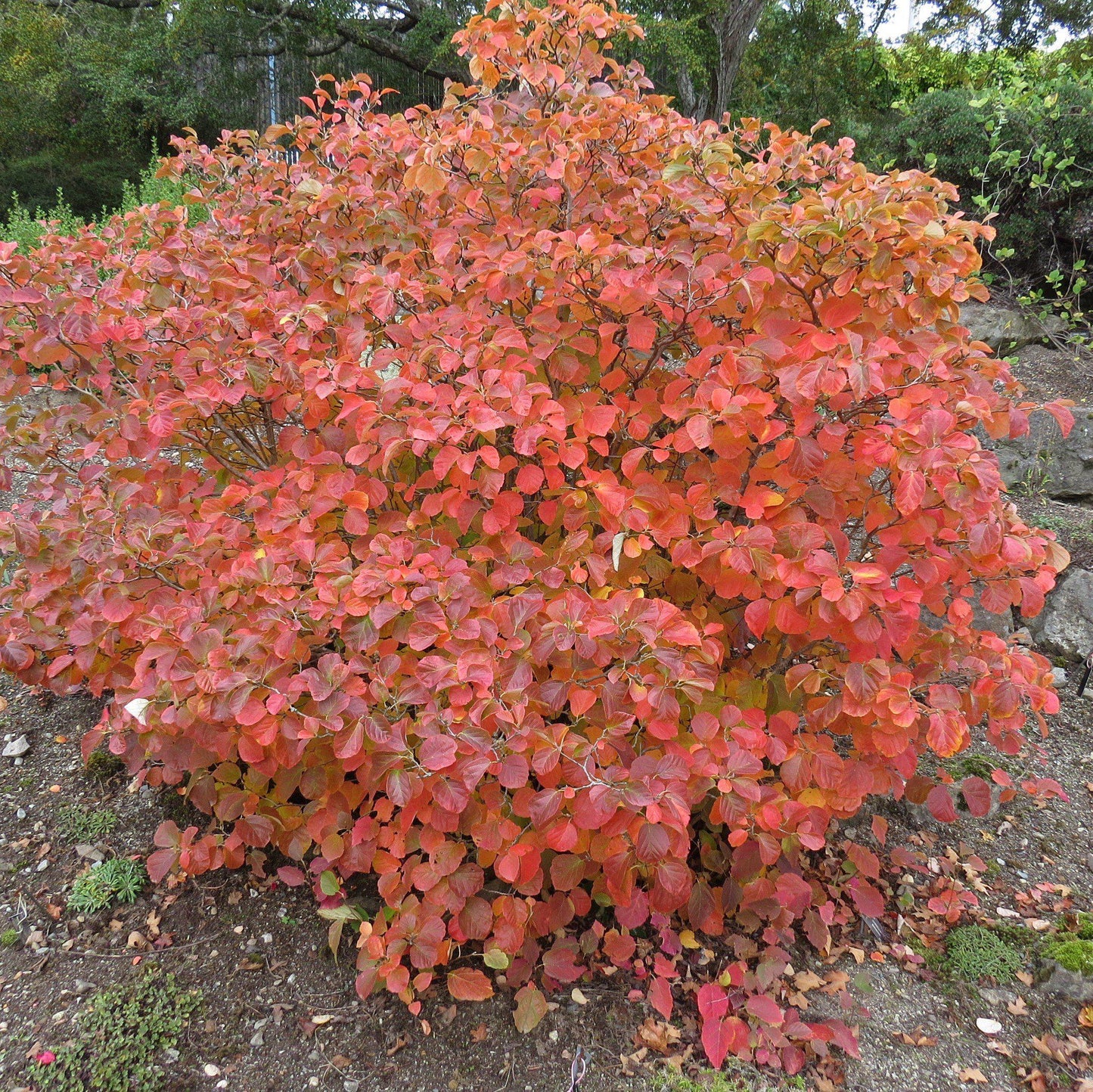 Fothergilla gardenii - Dwarf Fothergilla