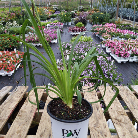 Hemerocallis 'Lake of Fire' - Rainbow Rhythm® Lake of Fire Daylily