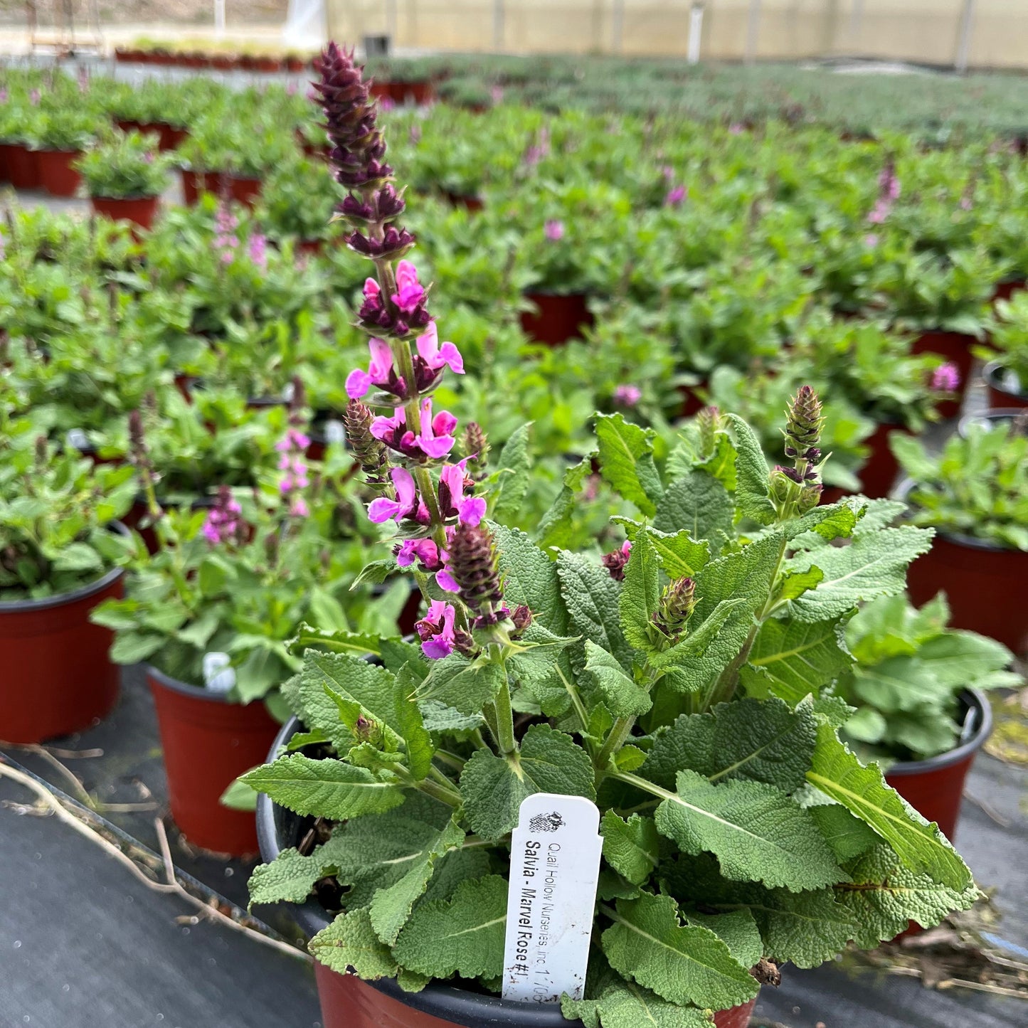 Salvia nemorosa 'Rose Marvel' - Rose Marvel Meadow Sage