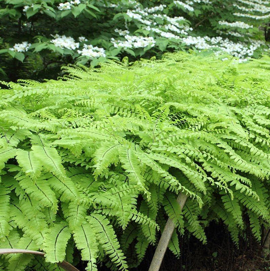 Adiantum pedatum - Northern Maidenhair Fern