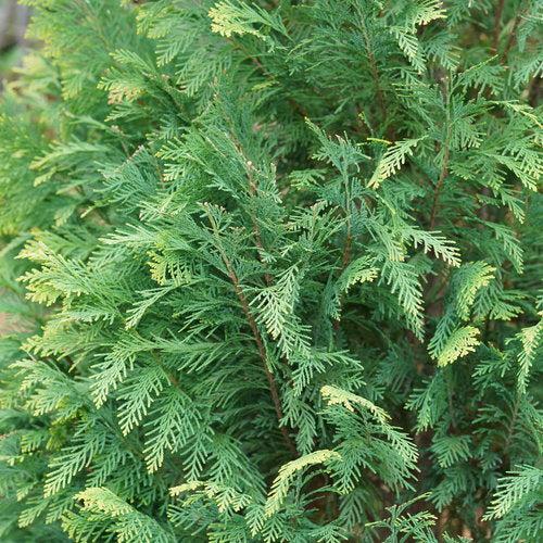 Chamaecyparis lawsoniana ‘SMNCLGTB’ - Pinpoint® Blue & Gold False Cypress