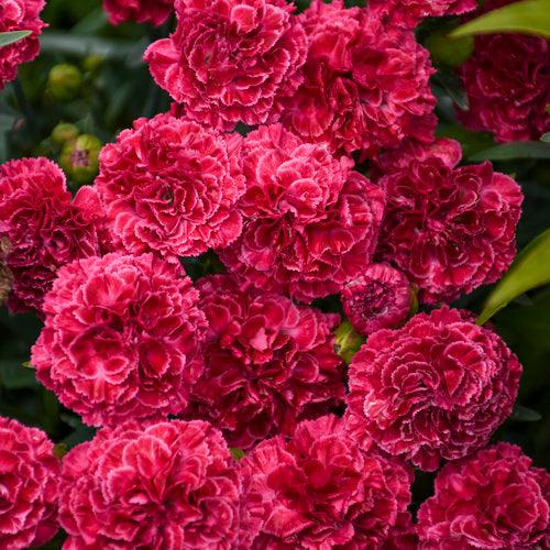 Dianthus 'Raspberry Ruffles' - Fruit Punch® Raspberry Ruffles Dianthus