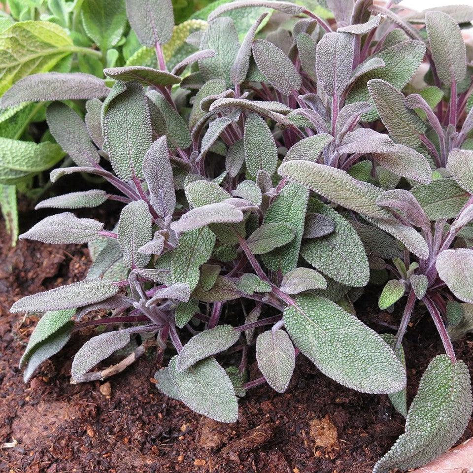 Salvia officinalis ‘Purpurascens’ - Purple Sage