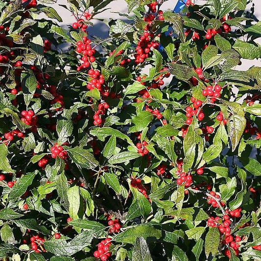 Ilex verticillata 'Winter Red' - Winter Red Winterberry