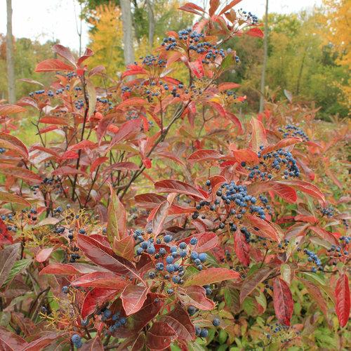Viburnum nudum 'Bulk' - Brandywine™ Viburnum
