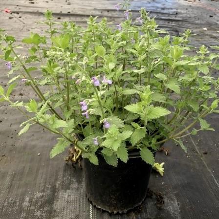 Nepeta x faassenii 'Novanepjun' - Junior Walker™ Catmint