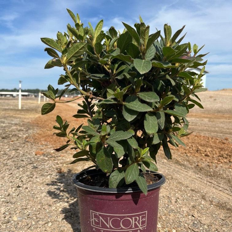 Rhododendron 'Conlec' - Encore® Autumn Royalty™ Azalea