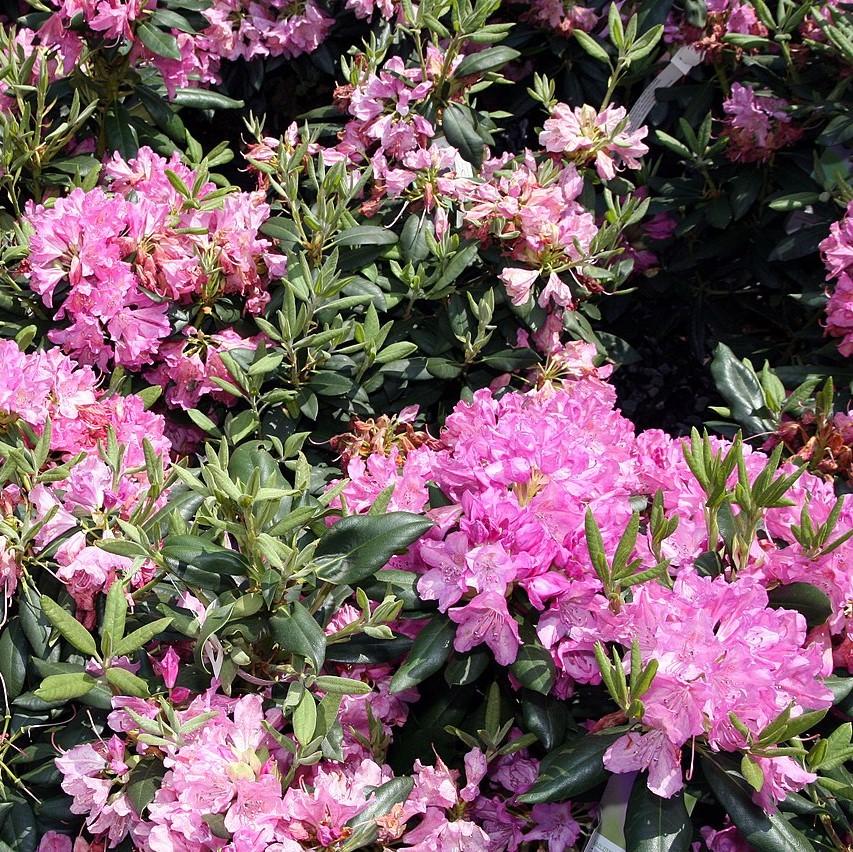 Rhododendron 'Roseum Elegans' - Roseum Elegans Rhododendron