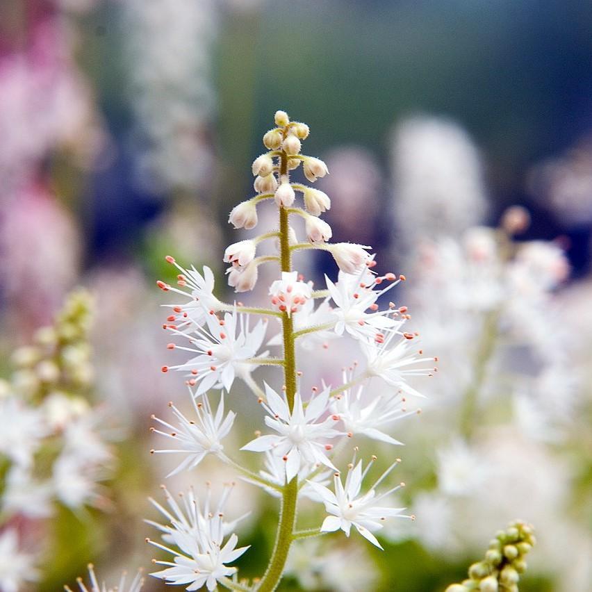 Tiarella cordifolia 'Running Tapestry' - Running Tapestry Foam Flower
