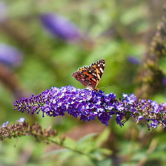 Buddleja davidii 'Nanho Blue' - Nanho Blue Butterfly Bush