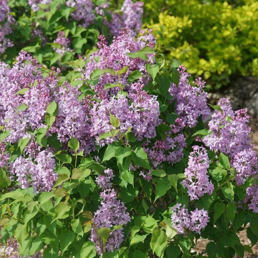Syringa x hyacinthiflora 'SMNSHSO' - Scentara® Pura Lilac