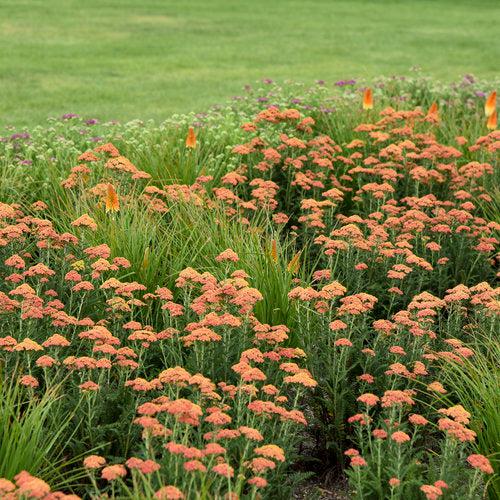 Achillea ’Firefly Peach Sky' - PW® Firefly Peach Sky Yarrow