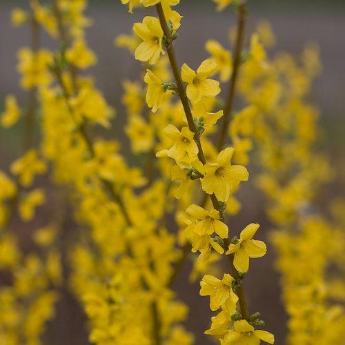 Forsythia x intermedia 'Mindor' - Show Off® Forsythia