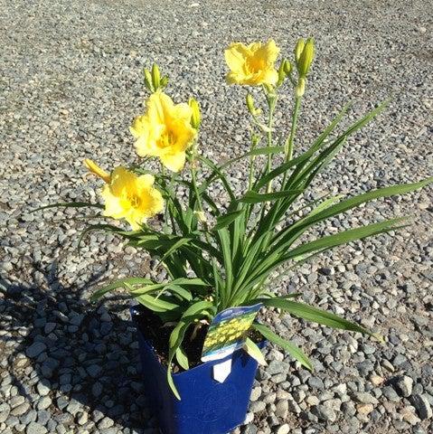 Hemerocallis 'Happy Returns' - Happy Returns Daylily