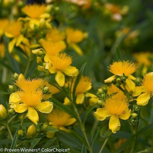 Hypericum kalmianum 'Deppe' - Sunny Boulevard® St. John's Wort