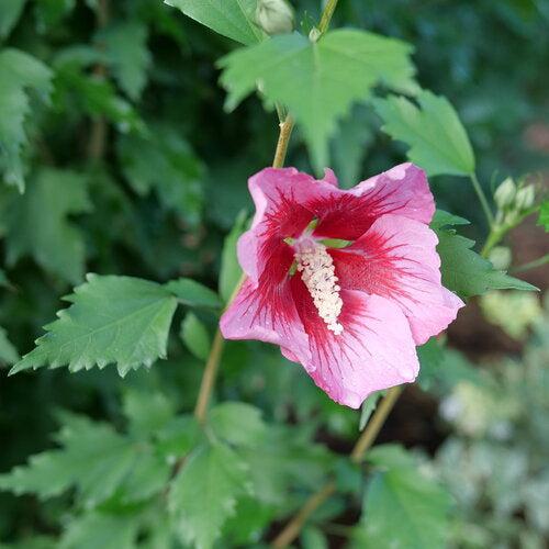 Hibiscus syriacus 'GFNHSRP' - Red Pillar® Rose of Sharon