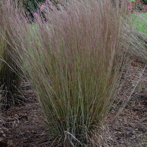 Schizachyrium scoparium 'Blue Paradise' - 'Blue Paradise' Little Bluestem