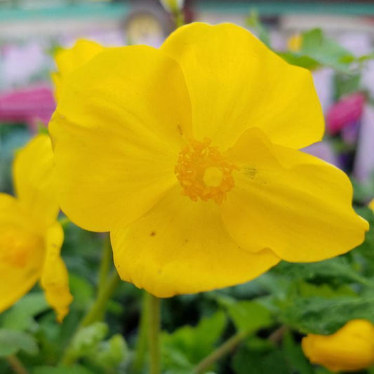 Stylophorum diphyllum - Celandine Poppy