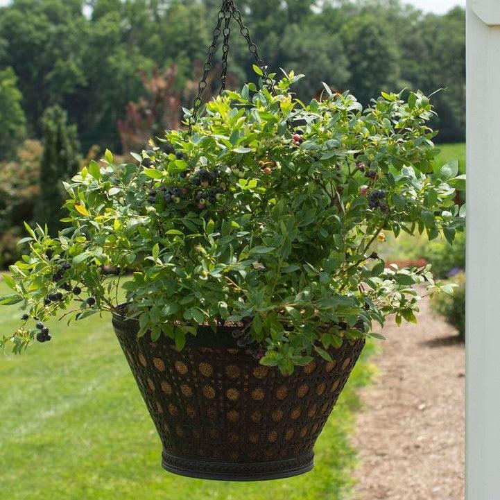 Vaccinium corymbosum hybrid 'FC12-029' - Bushel and Berry® Sapphire Cascade Blueberry