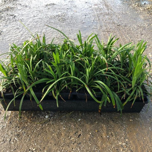 Liriope muscari 'Big Blue' - Big Blue Lily Turf