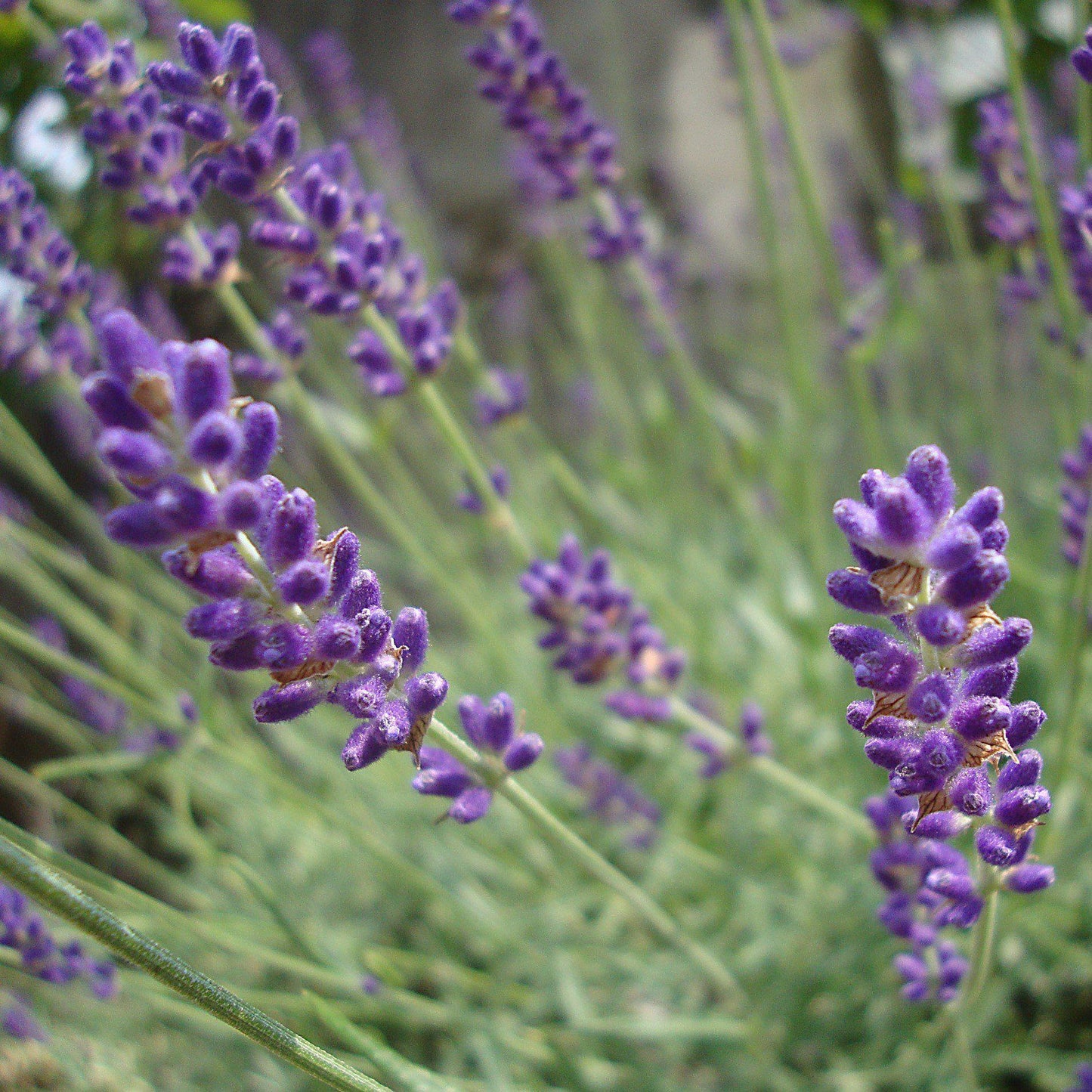 Lavandula angustifolia 'Hidcote' - Hidcote English Lavender