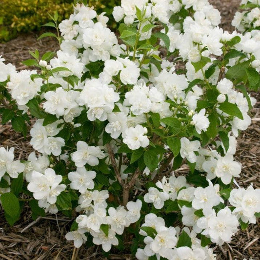 Philadelphus 'Snow White Fantasy' - First Editions® Snow White™ Mockorange