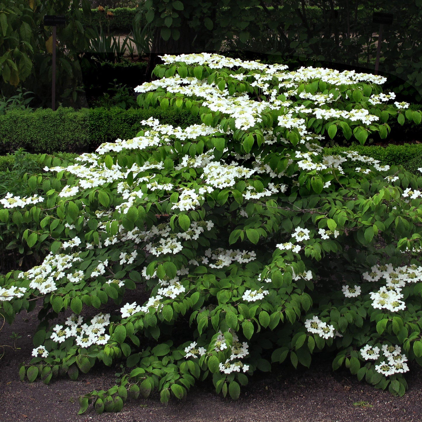 Viburnum plicatum tomentosum 'Mariesii' - Mariessi Viburnum