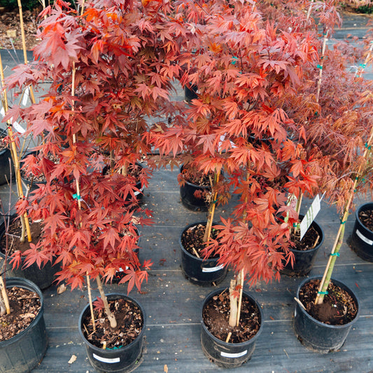 Acer palmatum var. dissectum 'Tamukeyama' - Tamukeyama Japanese Maple