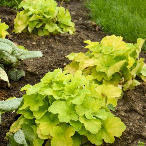 Heuchera 'Pistachio Ambrosia' - Primo® Pistachio Ambrosia Heuchera