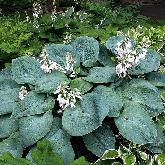 Hosta sieboldiana 'Elegans' - Elegans Hosta