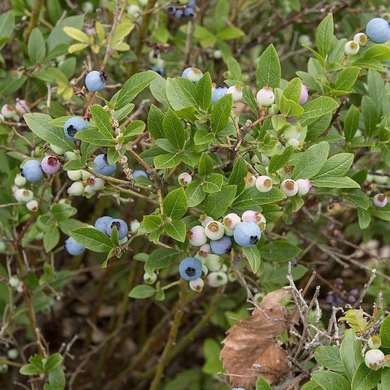 Vaccinium angustifolium - Lowbush Blueberry