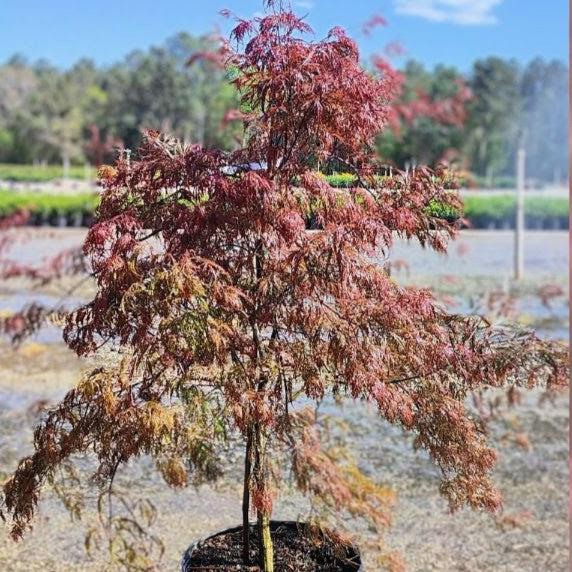 Acer palmatum var. dissectum 'Crimson Queen' - Crimson Queen Japanese Maple