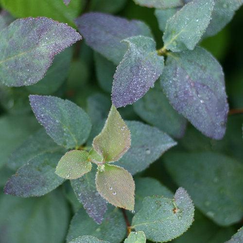 Spiraea x 'SMSMBK' - Double Play® Blue Kazoo Spirea