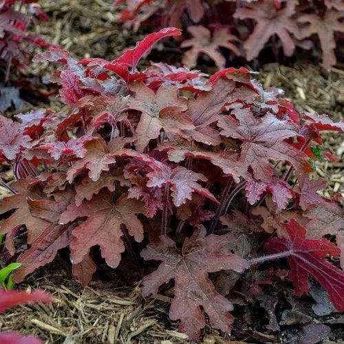 Heuchera 'Red Rover' - PW® Fun and Games® Red Rover Coral Bells