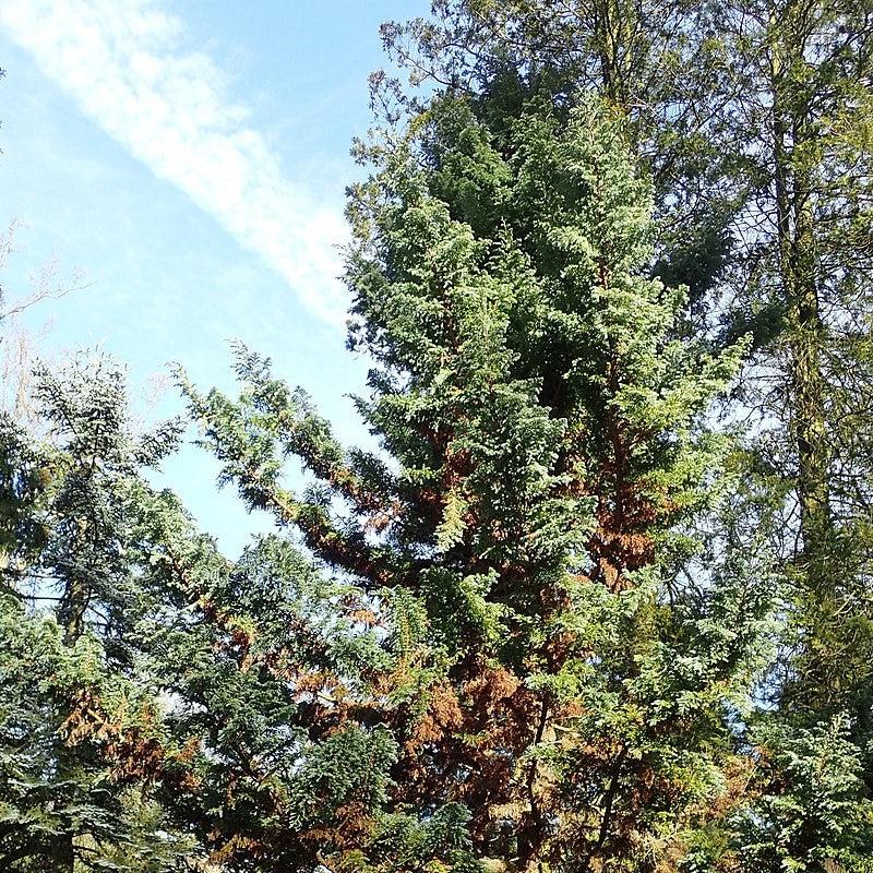 Chamaecyparis pisifera 'Boulevard' - Boulevard Cypress