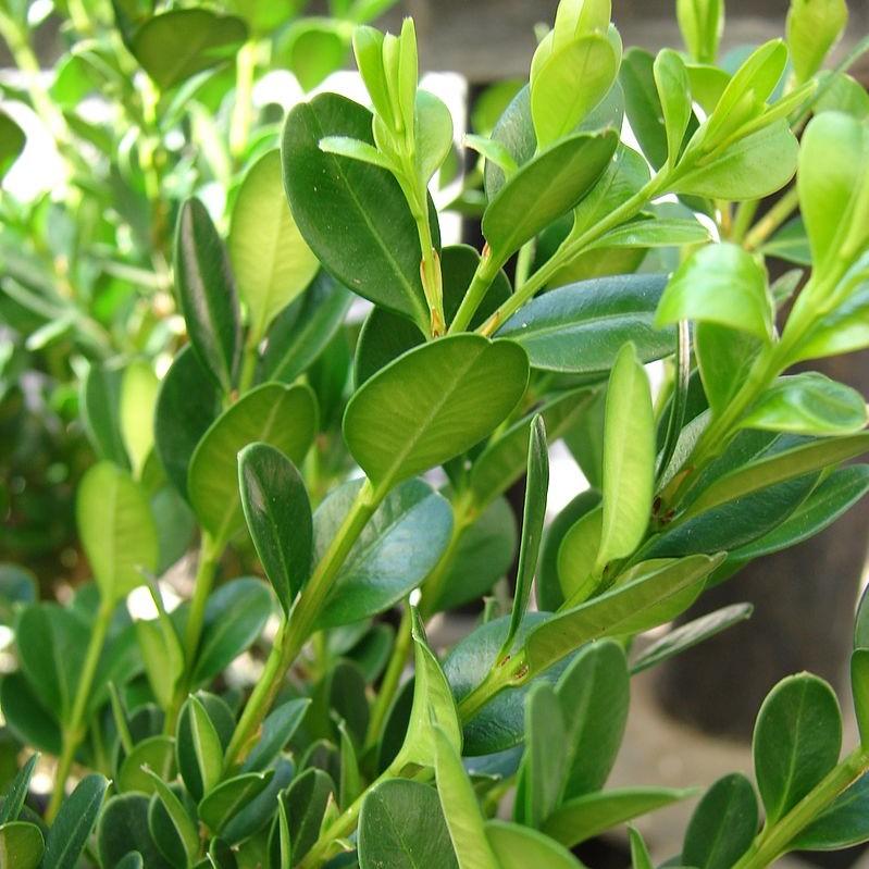 Buxus microphylla 'Little Missy' PP 24,703' - Little Missy Boxwood