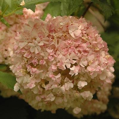 Viburnum opulus 'Roseum' - Eastern Snowball