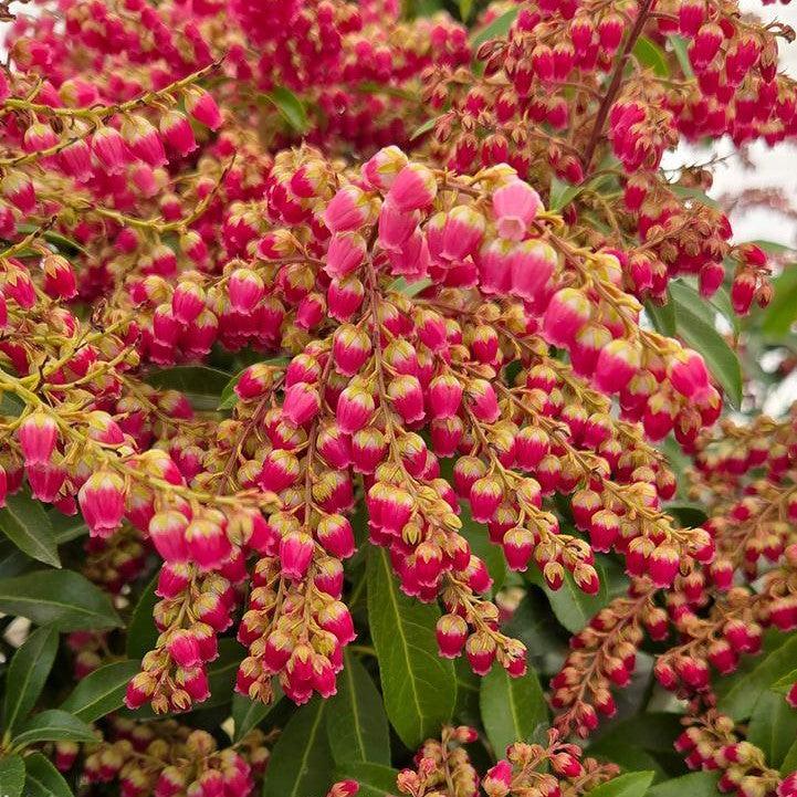 Pieris japonica 'Passion' - Passion Party™ Passion Pieris