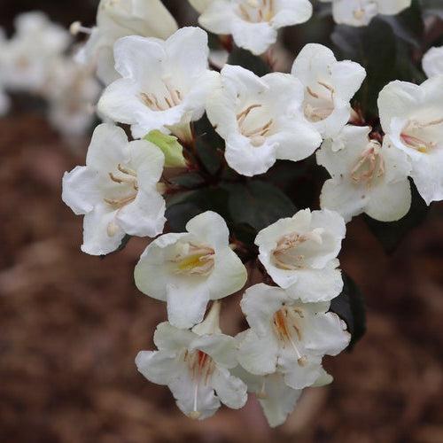 Weigela florida 'SMNWFGC' - Wine & Spirits® Weigela