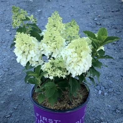 Hydrangea paniculata 'Bailpanone' PP32,549 - First Editions® Little Hottie® Hydrangea