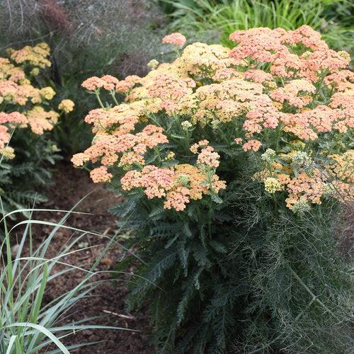 Achillea ’Firefly Peach Sky' - PW® Firefly Peach Sky Yarrow