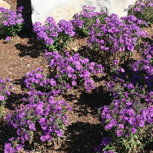 Aster nov-ang. 'Purple Dome' - Purple Dome New England Aster