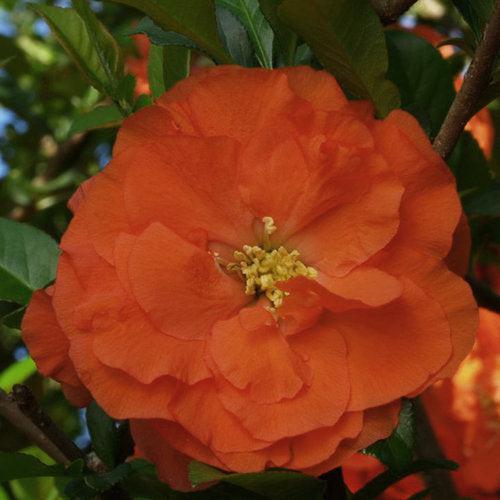 Chaenomeles speciosa 'Orange Storm' USPP 20,950 - PW® Double Take™ Orange Flowering Quince